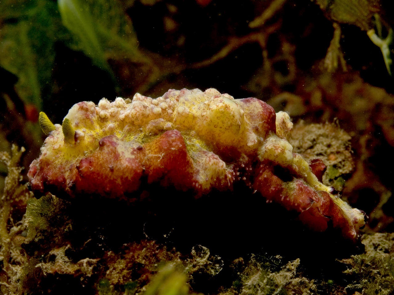 Phyllidiopsis cardinalis